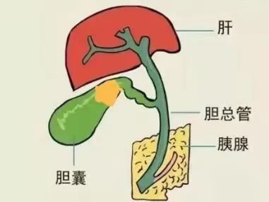 胆囊结石到底是什么原因造成的？
